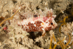 CoralTriangleBangka-202211-101