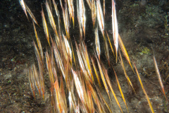 CoralTriangleBangka-202211-102