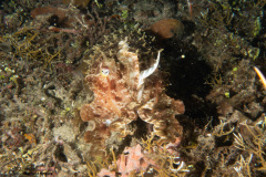 CoralTriangleBangka-202211-104