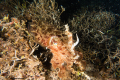 CoralTriangleBangka-202211-105