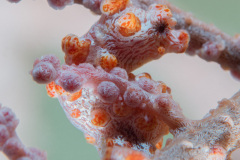 CoralTriangleBangka-202211-114