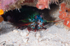 CoralTriangleBangka-202211-116