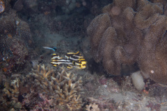 CoralTriangleBangka-202211-117