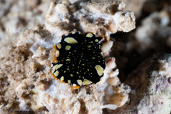CoralTriangleBangka-202211-131