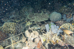 CoralTriangleBangka-202211-137