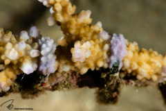 CoralTriangleBangka-202211-139