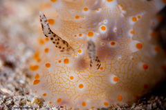 CoralTriangleBangka-202211-144