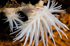 CoralTriangleBangka-202211-147