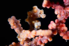 CoralTriangleBangka-202211-150