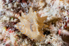 CoralTriangleBangka-202211-153