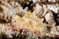 CoralTriangleBangka-202211-154