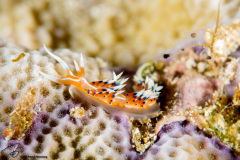 CoralTriangleBangka-202211-158