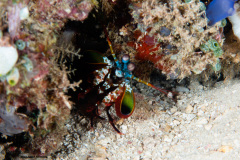 CoralTriangleBangka-202211-174