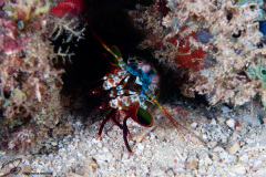 CoralTriangleBangka-202211-175