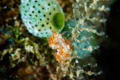 CoralTriangleBangka-202211-178