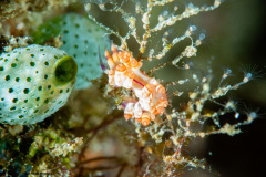 CoralTriangleBangka-202211-179