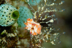 CoralTriangleBangka-202211-180