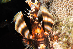 CoralTriangleBangka-202211-186