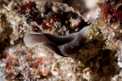 CoralTriangleBangka-202211-196