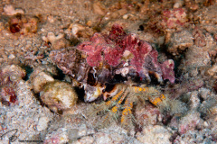 CoralTriangleBangka-202211-203