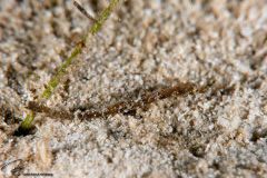 CoralTriangleBangka-202211-209