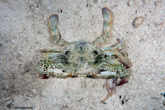 CoralTriangleBangka-202211-260