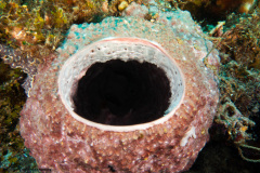 CoralTriangleBunaken-202211-005