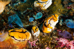 CoralTriangleBunaken-202211-006