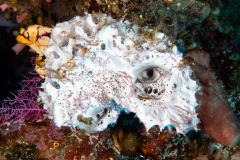 CoralTriangleBunaken-202211-008