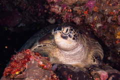 CoralTriangleBunaken-202211-009