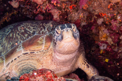 CoralTriangleBunaken-202211-010