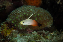 CoralTriangleBunaken-202211-013