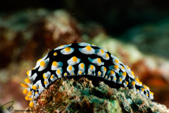 CoralTriangleBunaken-202211-015