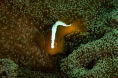 CoralTriangleBunaken-202211-016