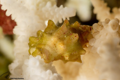 CoralTriangleBunaken-202211-023