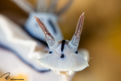 CoralTriangleBunaken-202211-030