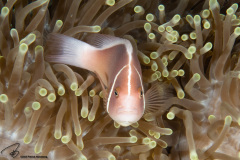 CoralTriangleBunaken-202211-033