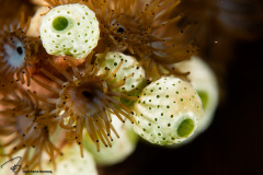 CoralTriangleBunaken-202211-035