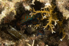 CoralTriangleBunaken-202211-036