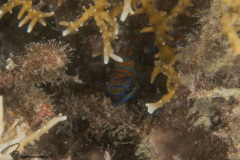 CoralTriangleBunaken-202211-037