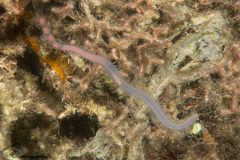 CoralTriangleBunaken-202211-038