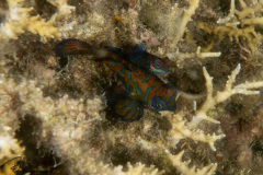 CoralTriangleBunaken-202211-039