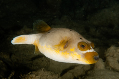 CoralTriangleBunaken-202211-040