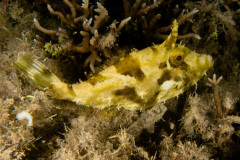 CoralTriangleBunaken-202211-042