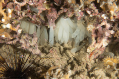 CoralTriangleBunaken-202211-043