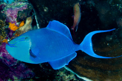 CoralTriangleBunaken-202211-046