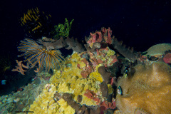 CoralTriangleBunaken-202211-047