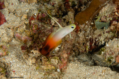 CoralTriangleBunaken-202211-048