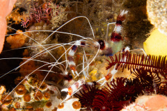 CoralTriangleBunaken-202211-051