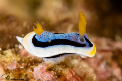 CoralTriangleBunaken-202211-059